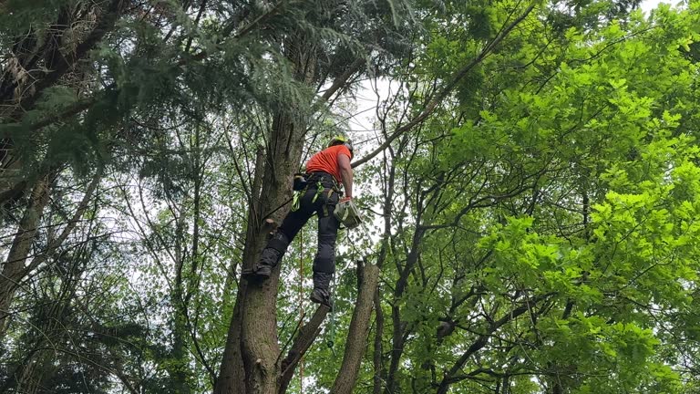 How Our Tree Care Process Works  in  Hydesville, CA